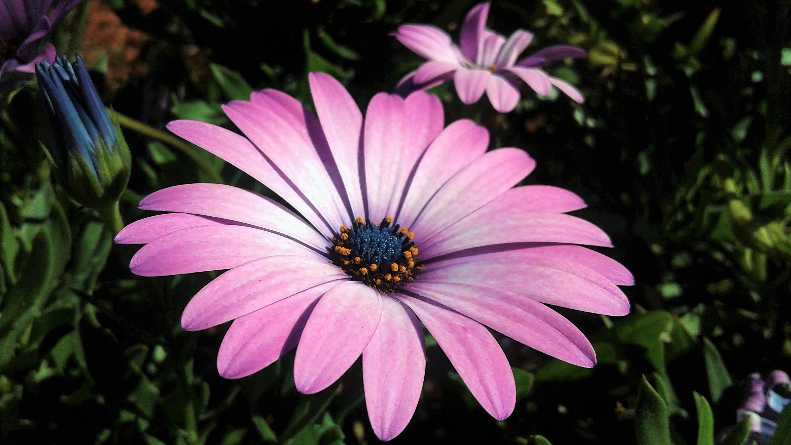 Download Purple Flower Daisy Flower Nature African Daisy HD Wallpaper