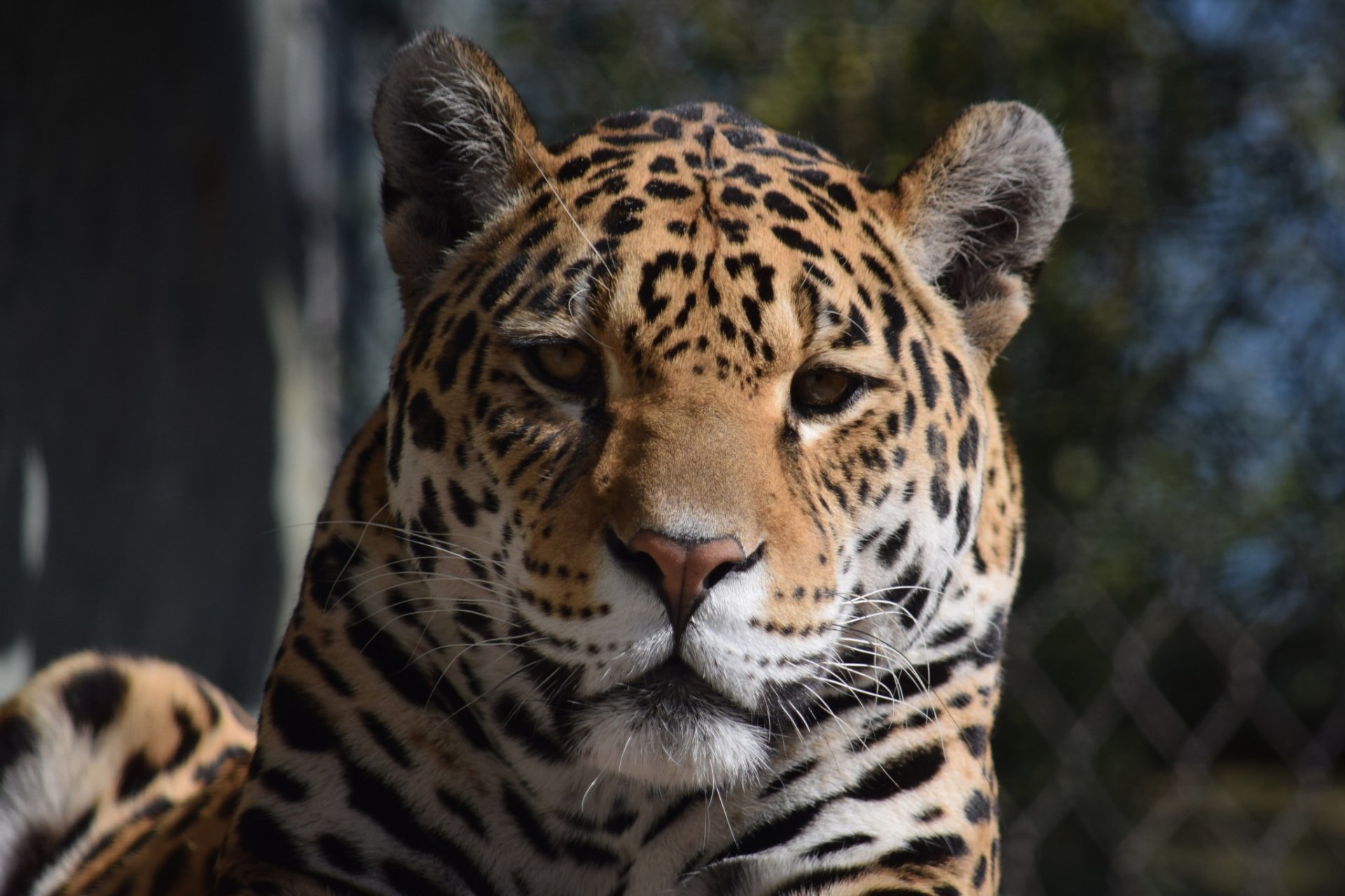 Jaguar HD Wallpaper Background Image 2048x1365 ID905185