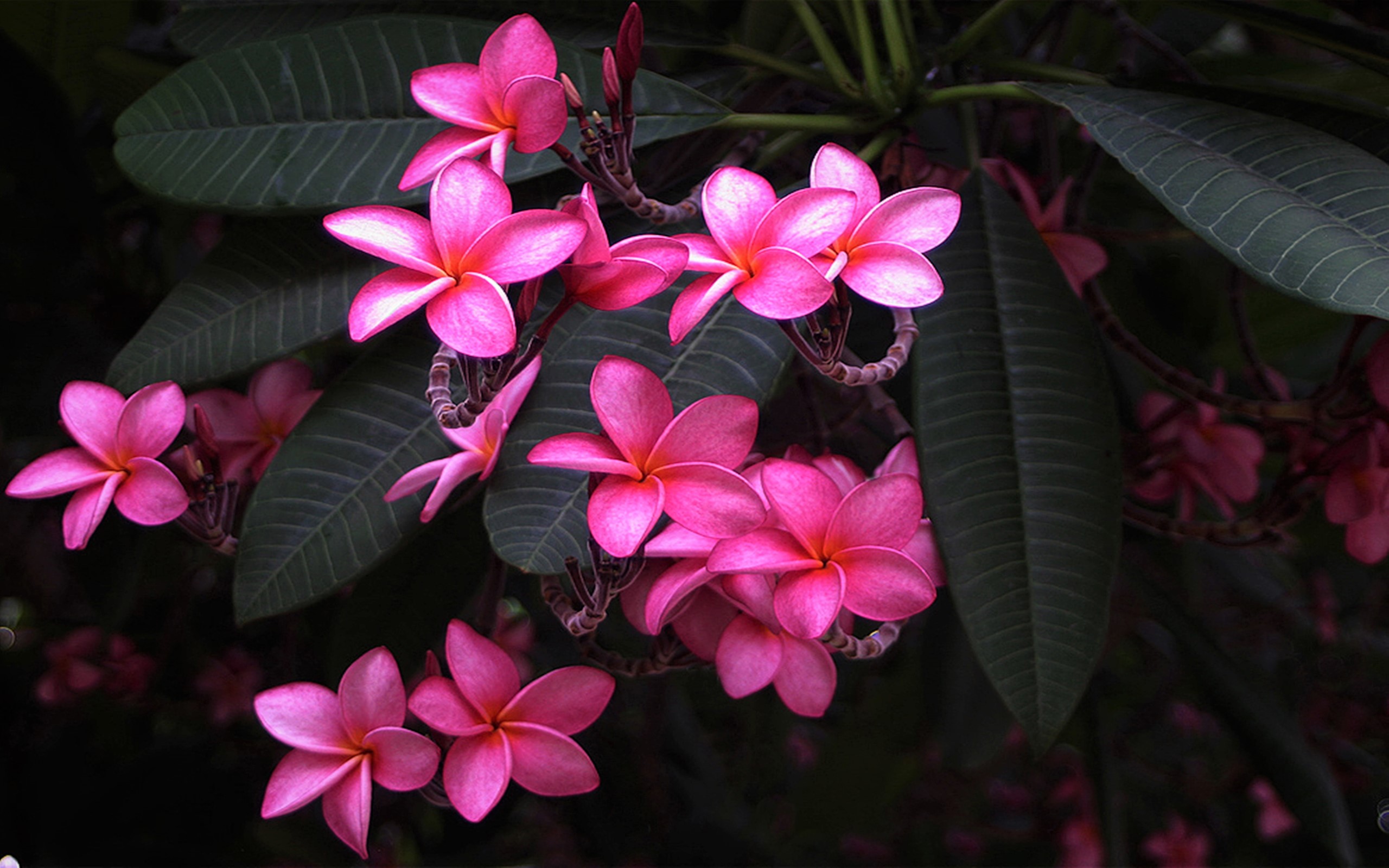 Download Pink Flower Leaf Plumeria Flower Nature Frangipani HD Wallpaper