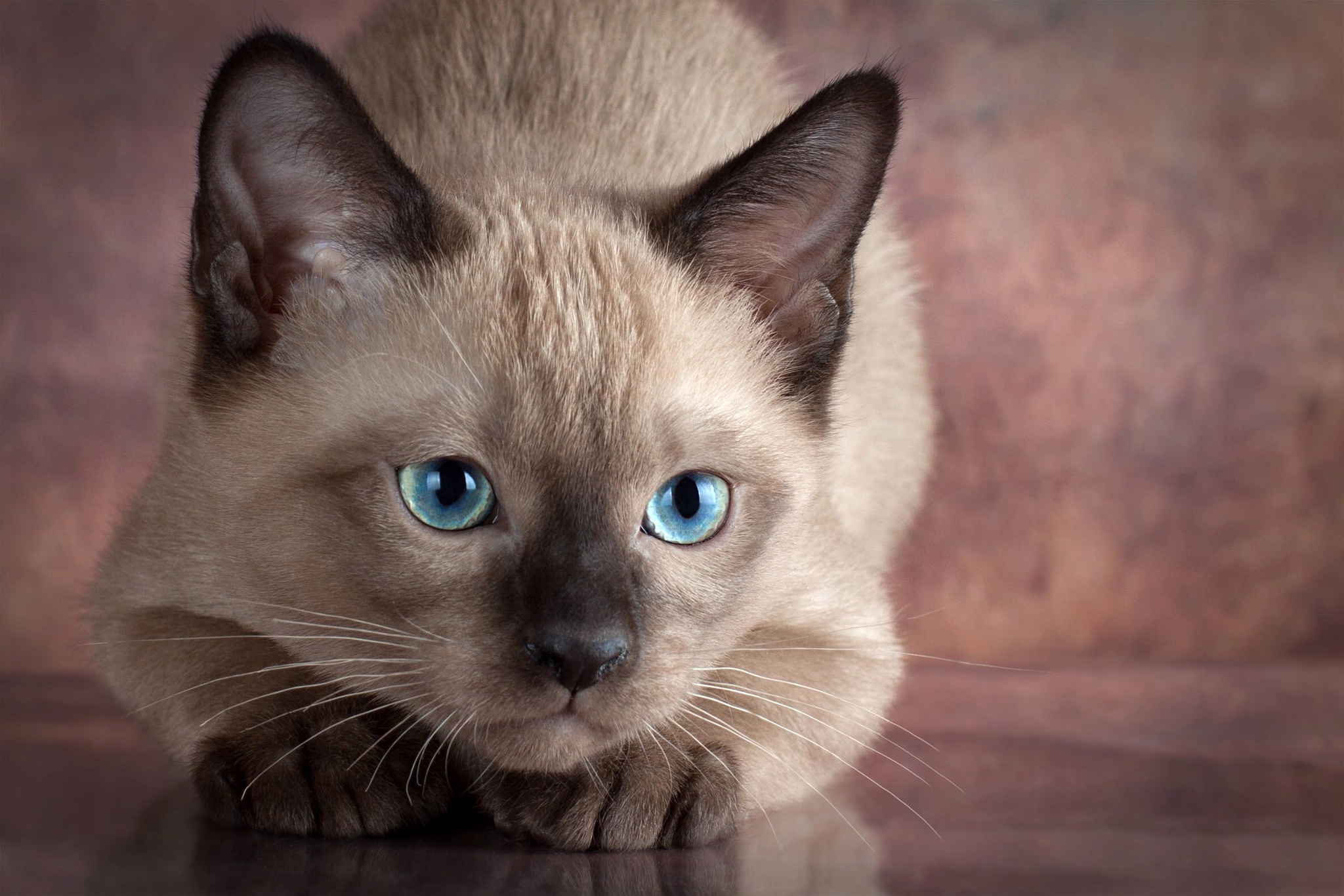 Download Cat Animal Siamese Cat HD Wallpaper