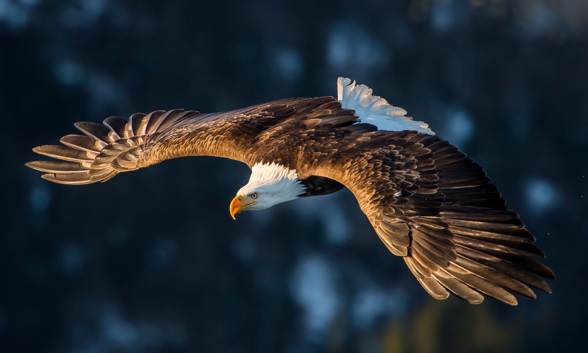 Download Bird Of Prey Bird Eagle Animal Bald Eagle HD Wallpaper