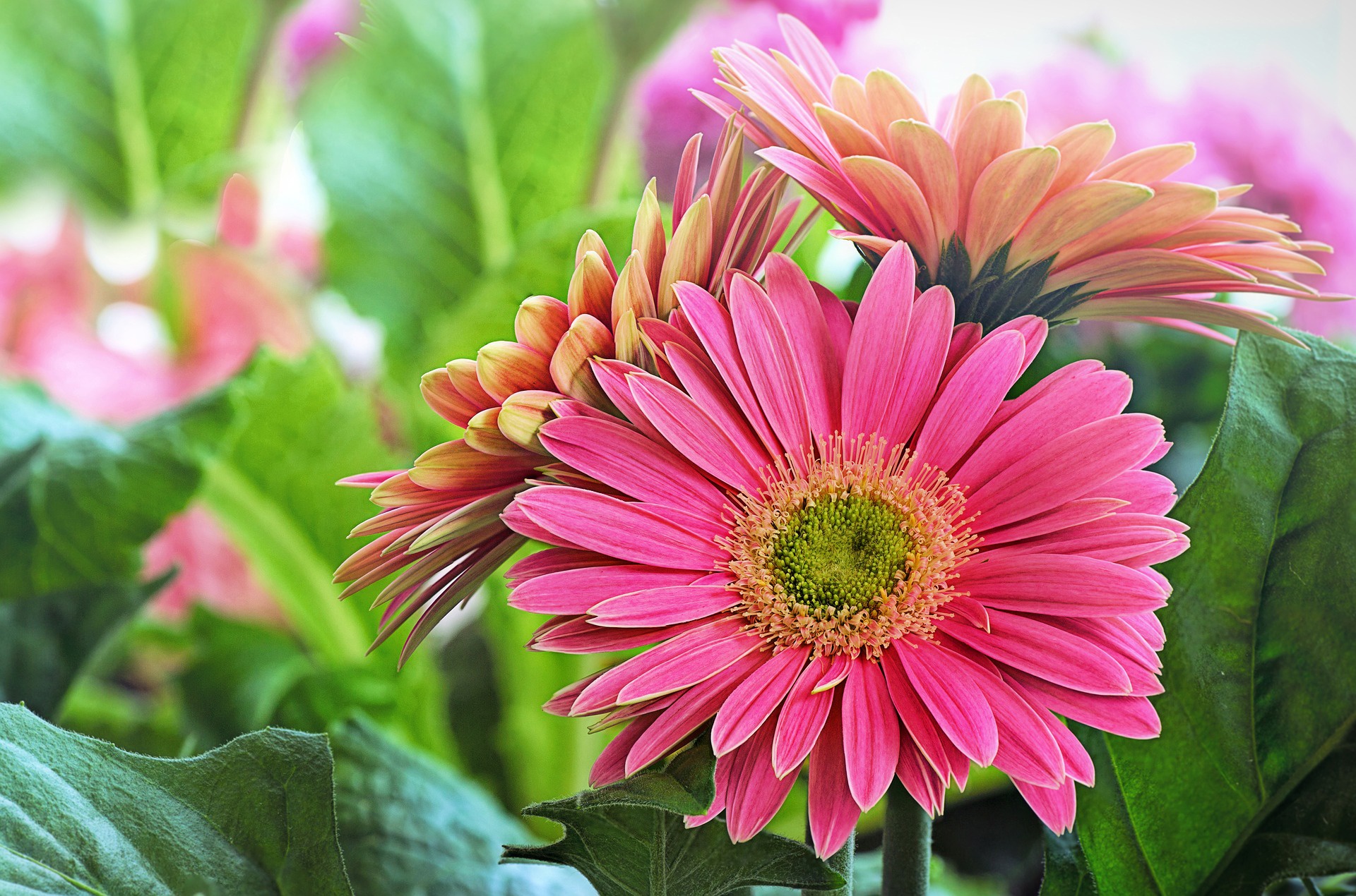 Download Nature Pink Flower Flower Gerbera HD Wallpaper