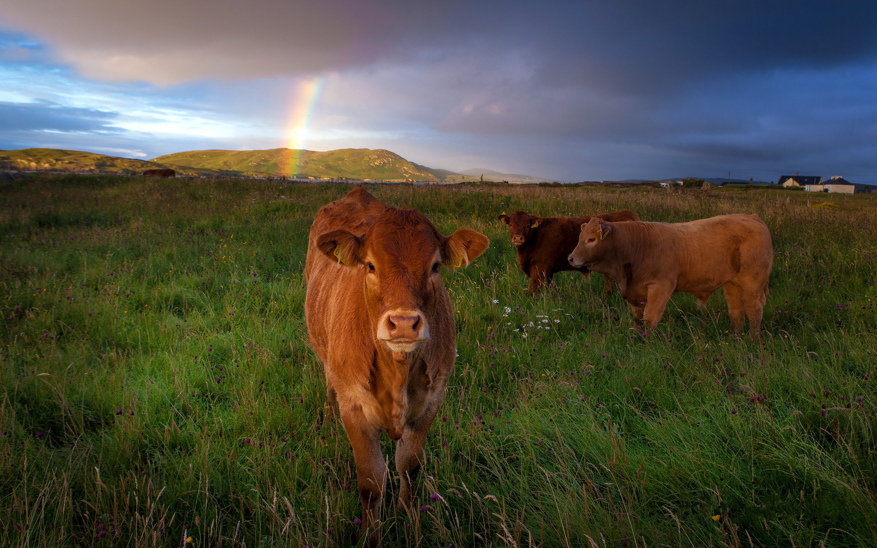 Download Rainbow Animal Cow HD Wallpaper