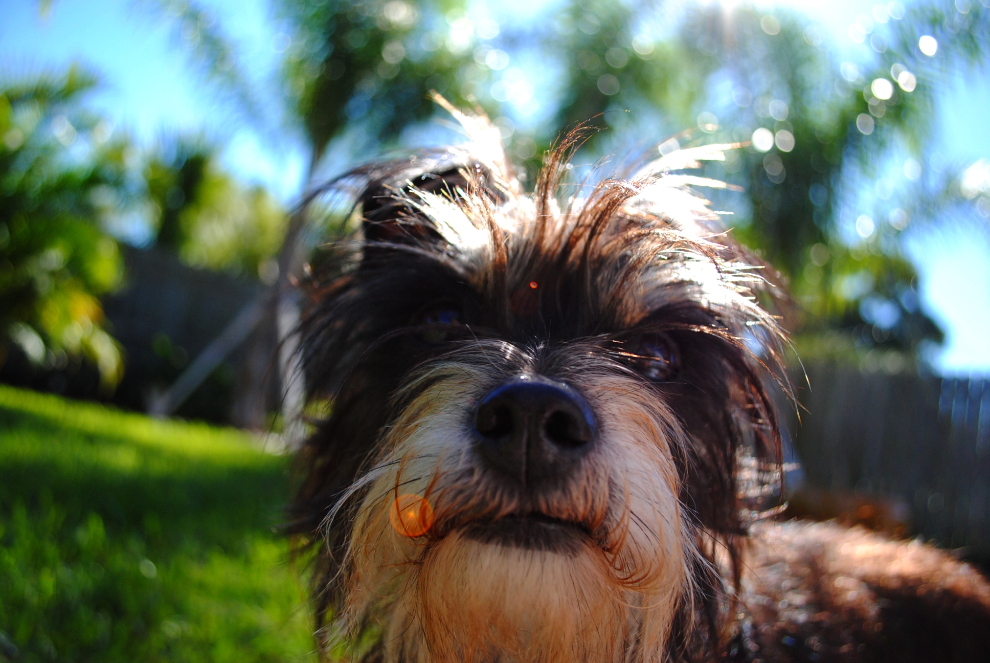 Charming Dog HD Wallpaper A Playful Portrait by corvettefreak1992