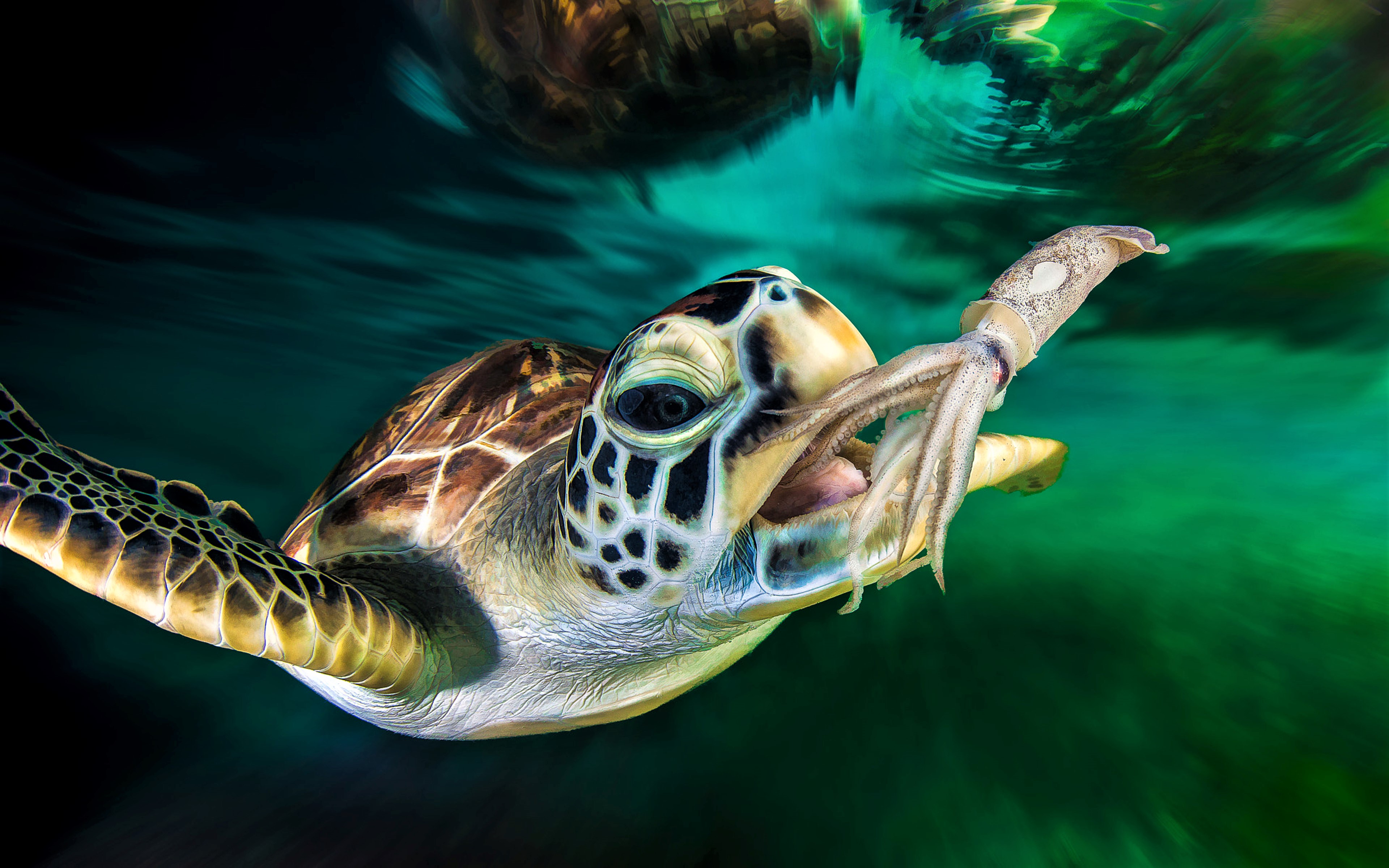 Download Squid Ocean Turtle Animal Sea Turtle 4k Ultra HD Wallpaper