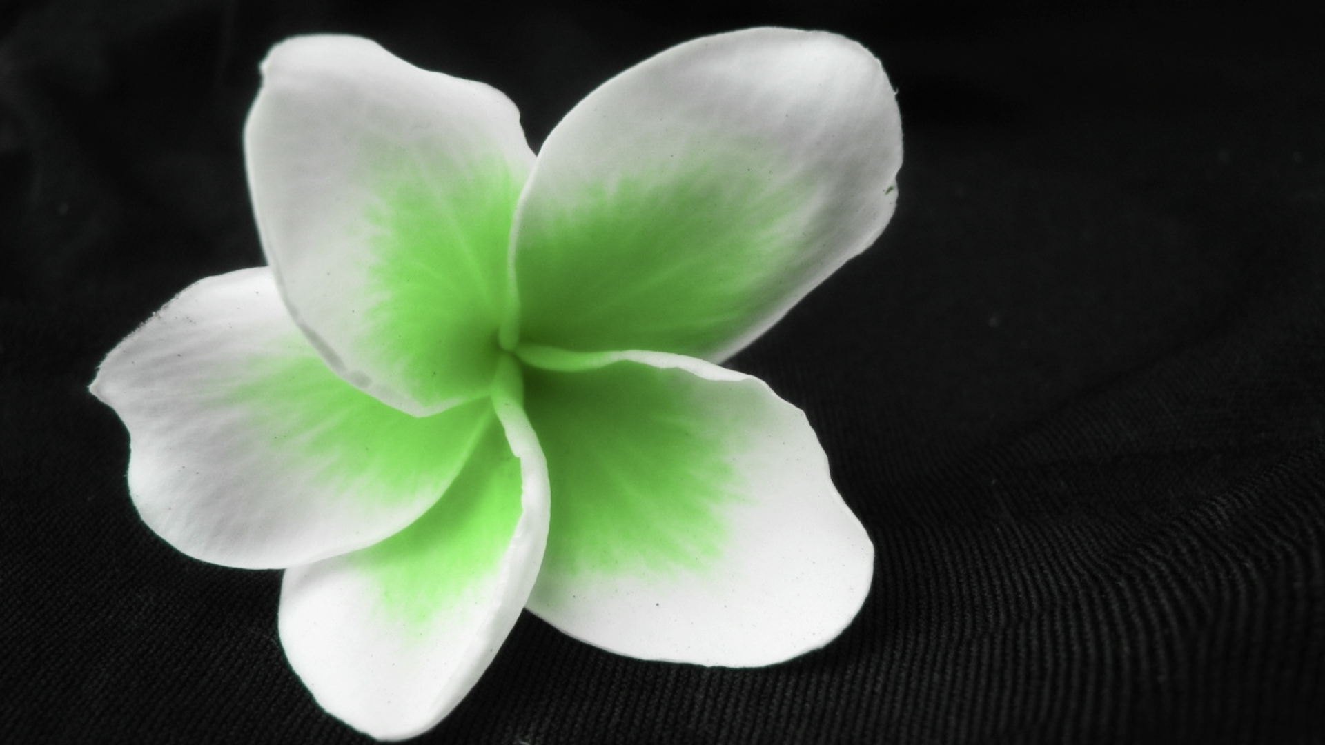 Green And White Flower Background