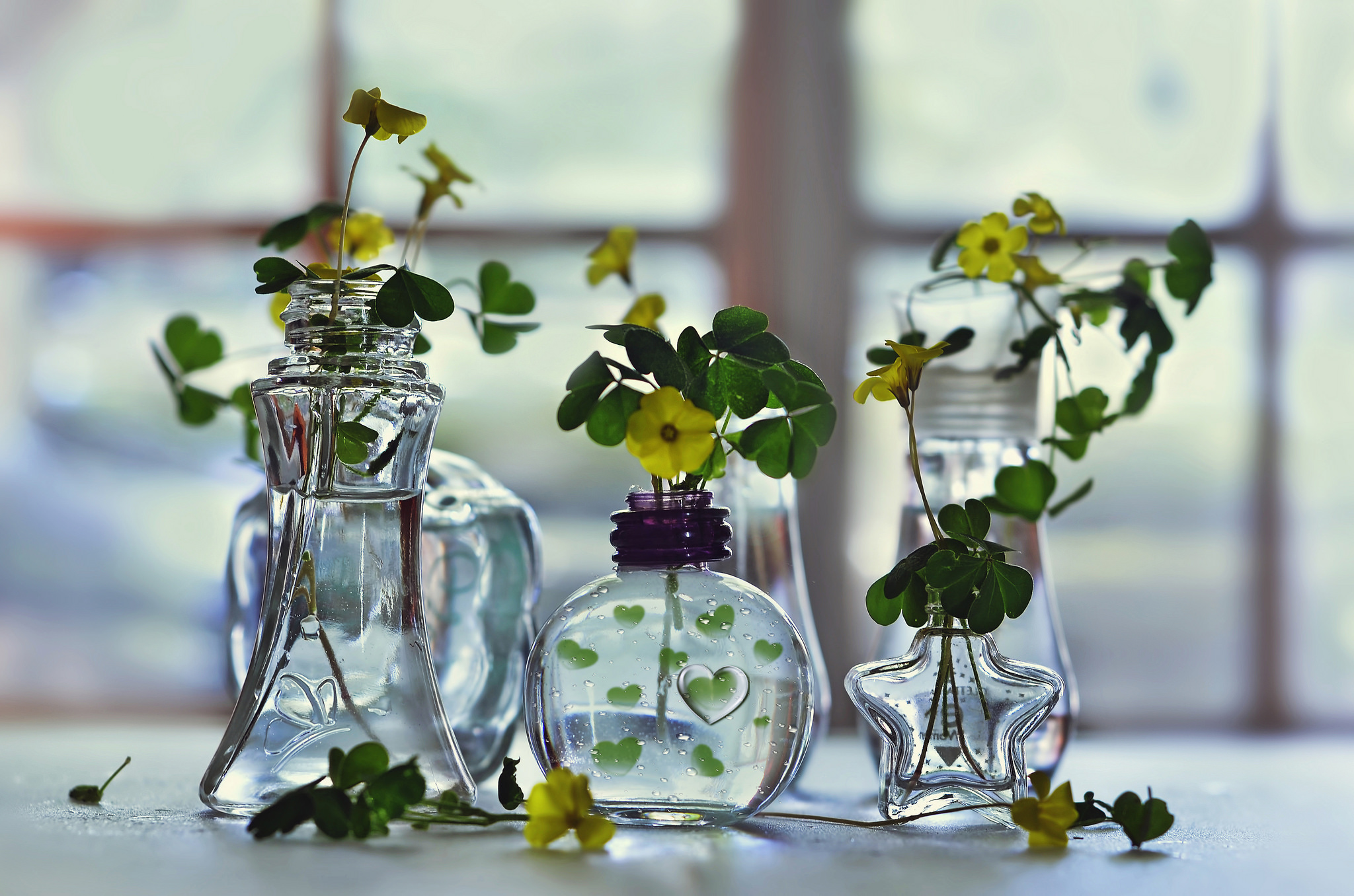 Download Bottle Man Made Flower HD Wallpaper