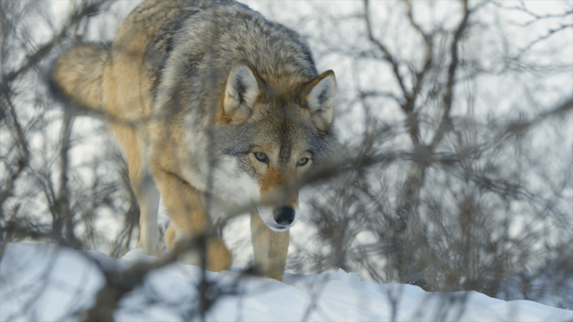 Дикая Лапландия / Wild Lapland (Мэтт Гамильтон / Matt Hamilton) [2019