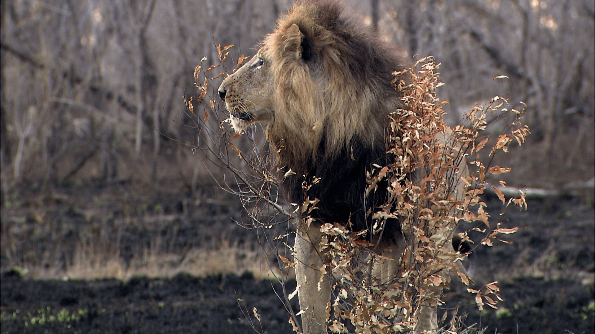 Brothers.in.Blood.The.Lions.of.Sabi.Sand.2015.1080p.AMZN.WEBDL.DD+2.0