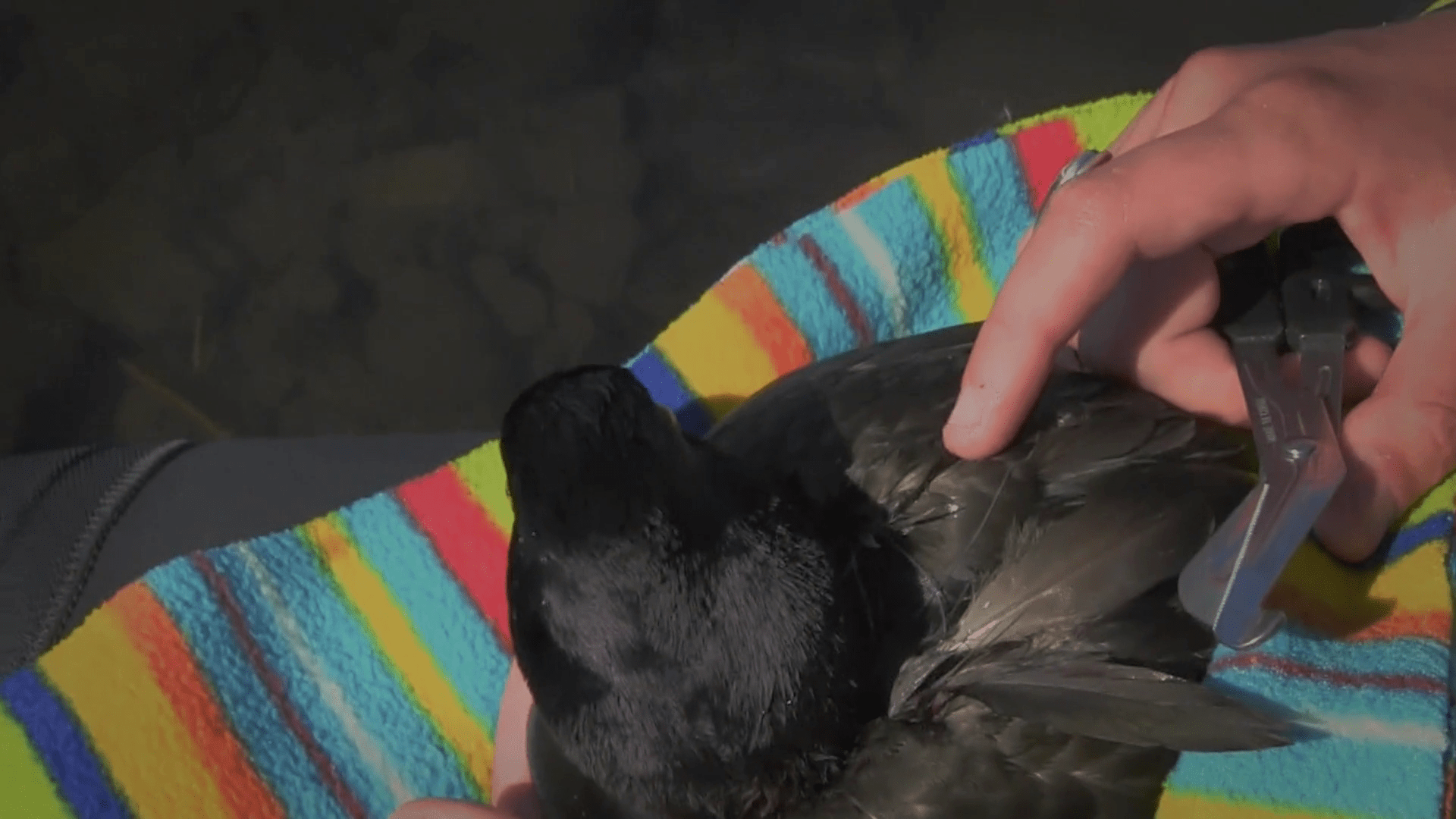 Hope.in.the.Wild.S01.1080p.WEB.x264KOMPOST 17.3 GB