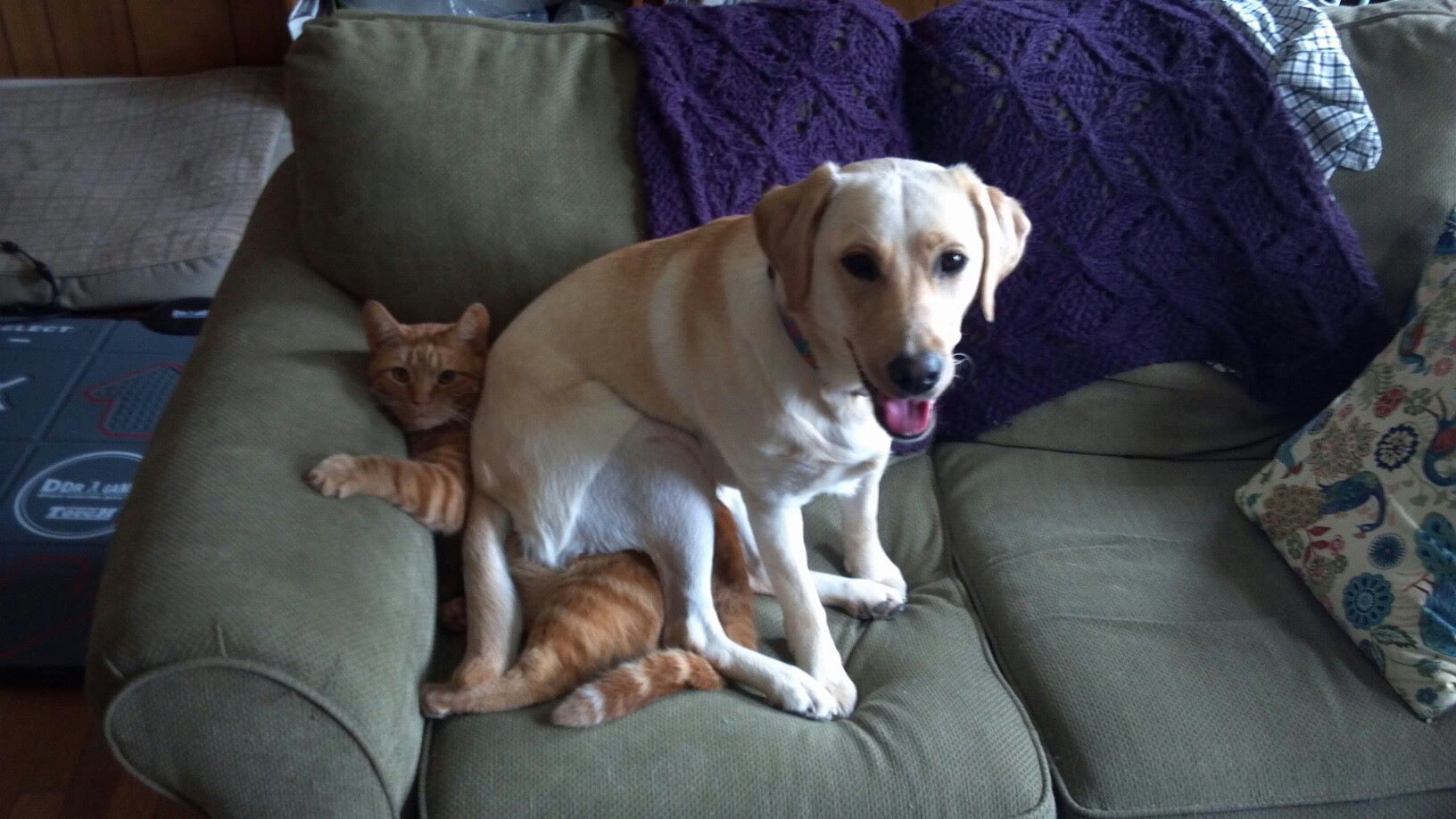 when my dog decided to sit on my cat Meme subido por wilkien32
