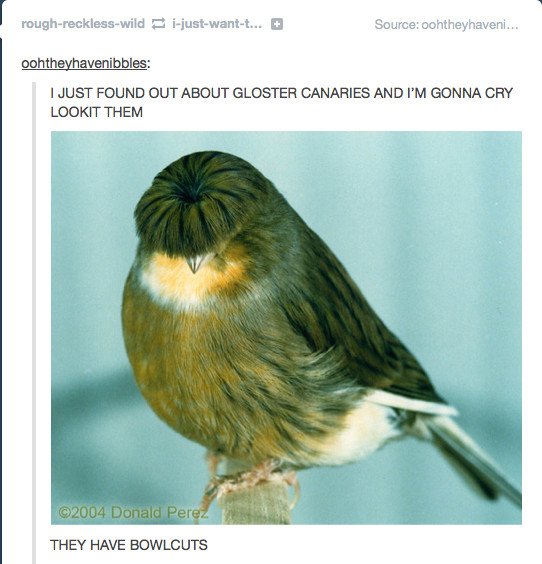 everybody had a bowl cut Meme by Paradise ) Memedroid