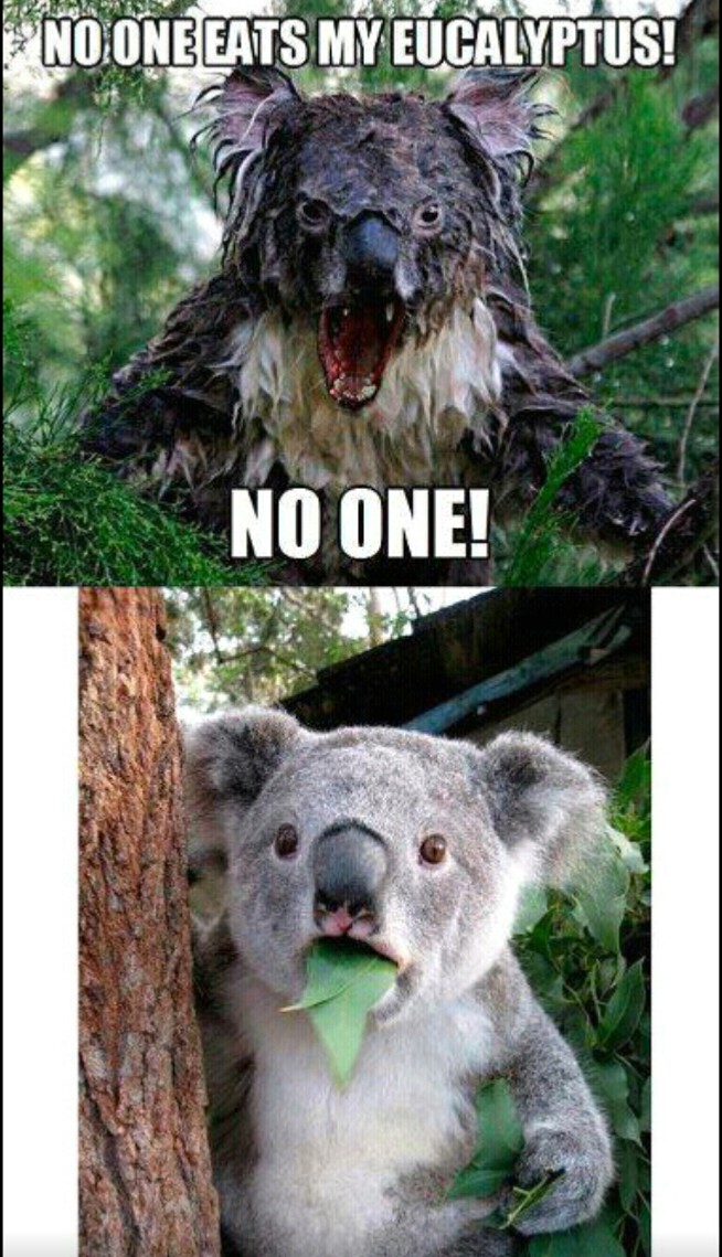 eucalyptus Meme by allu229 ) Memedroid