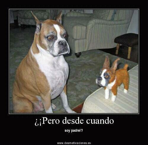 Perro Xd Meme Subido Por J Rojas1591 Memedroid