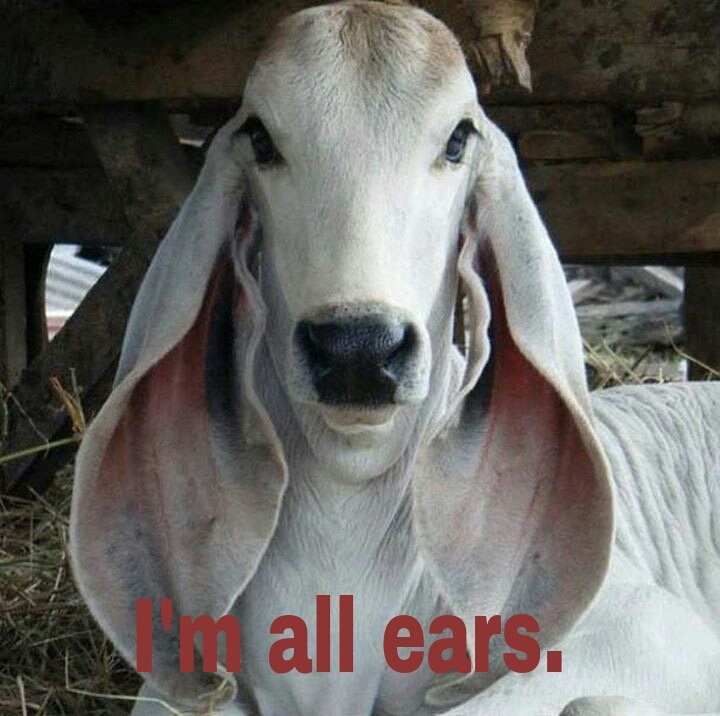 I'm all ears. Meme by GrizzlyApe ) Memedroid