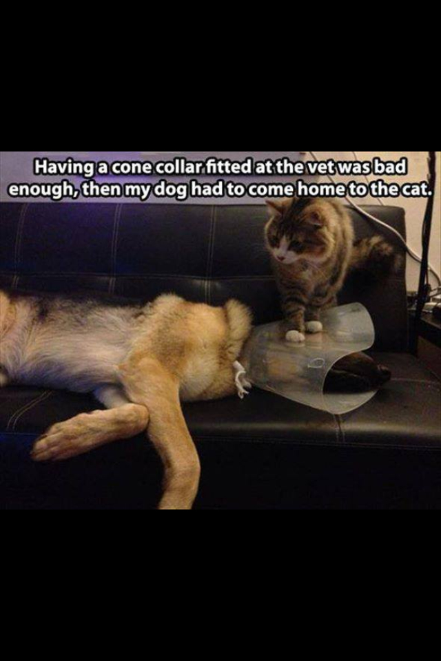 Cone Of Shame Dog Meme vlr.eng.br