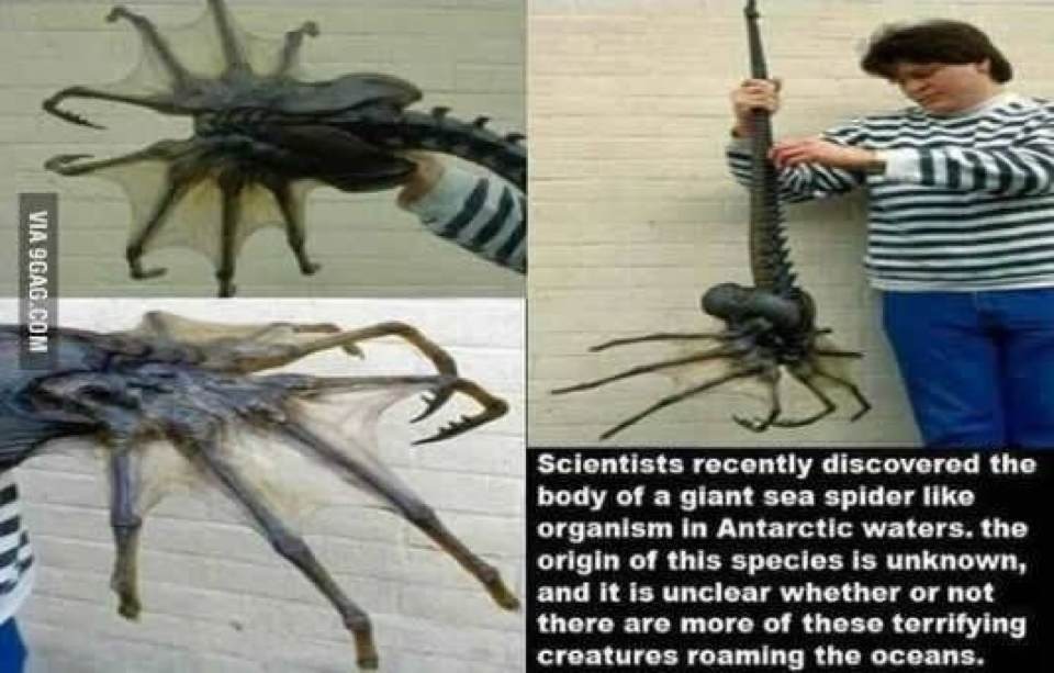 Antarctic Sea Spider Facehugger