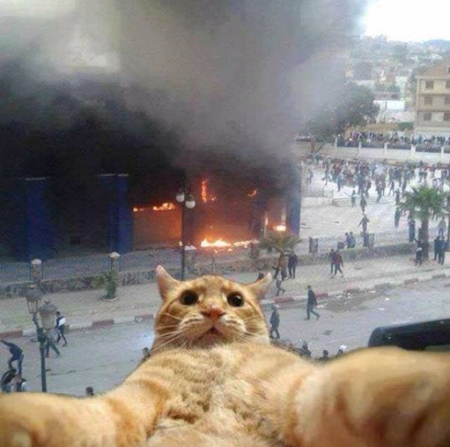 cat selfie Meme subido por lucyjanegwill ) Memedroid