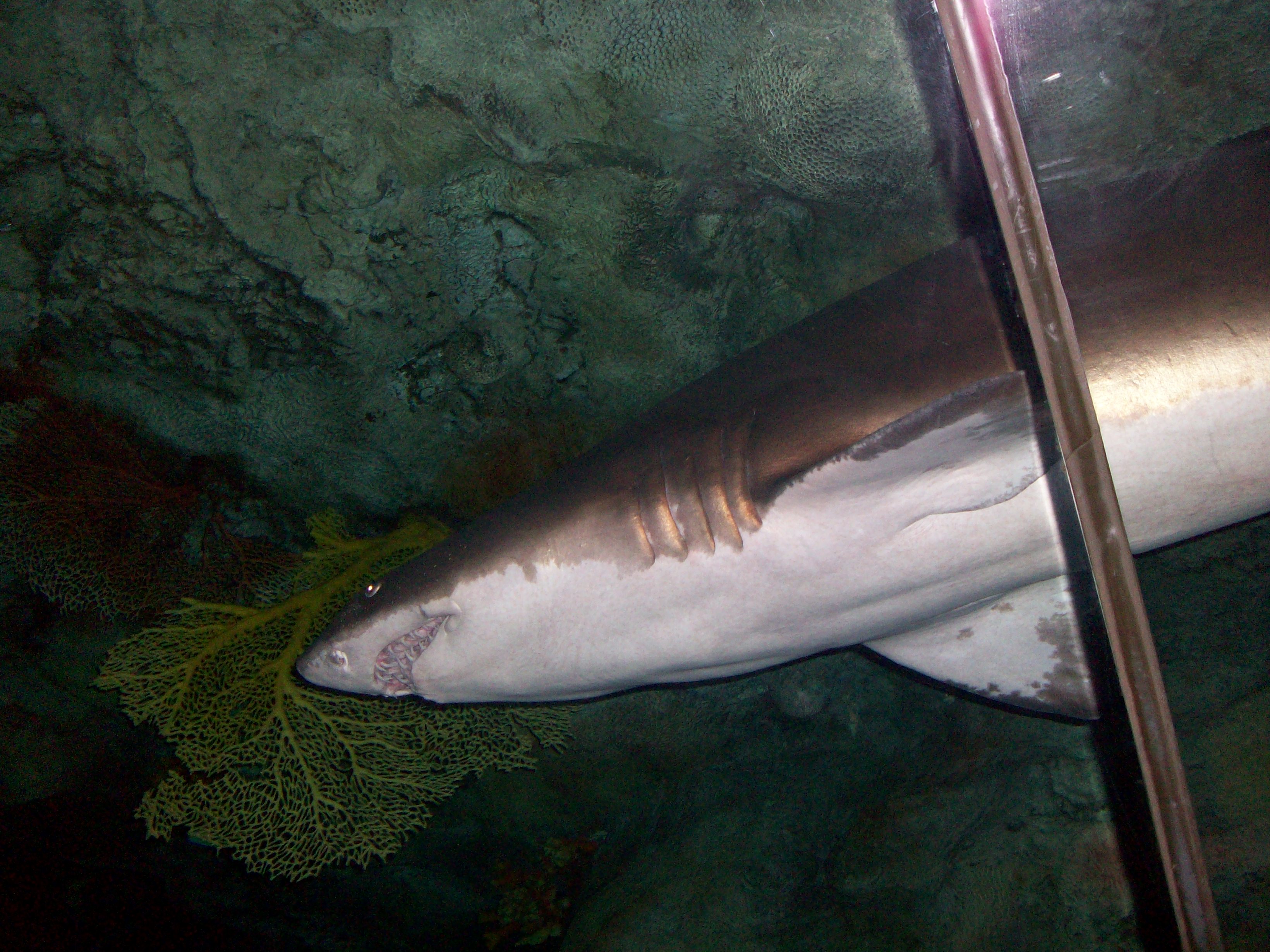 Shark in the Henry Doorly Zoo Aquarium Pics4Learning