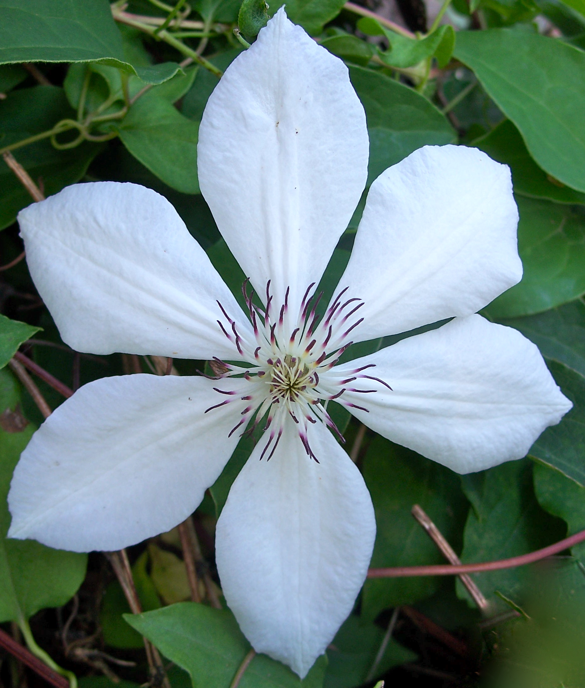 White Clematis Flower Pics4Learning