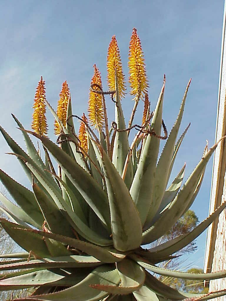 Agave Flowers Pics4Learning