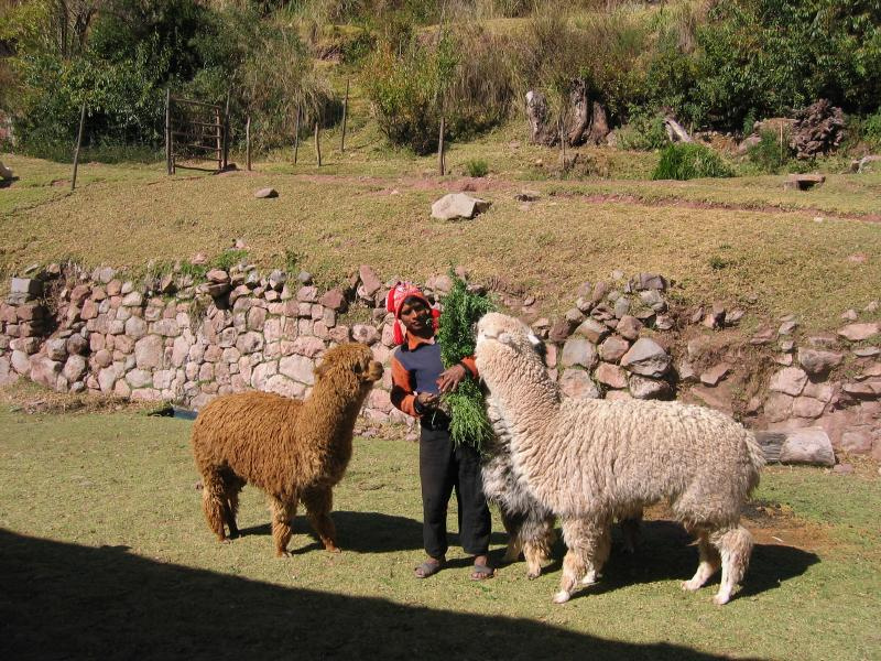 Feeding the alpacas Pics4Learning