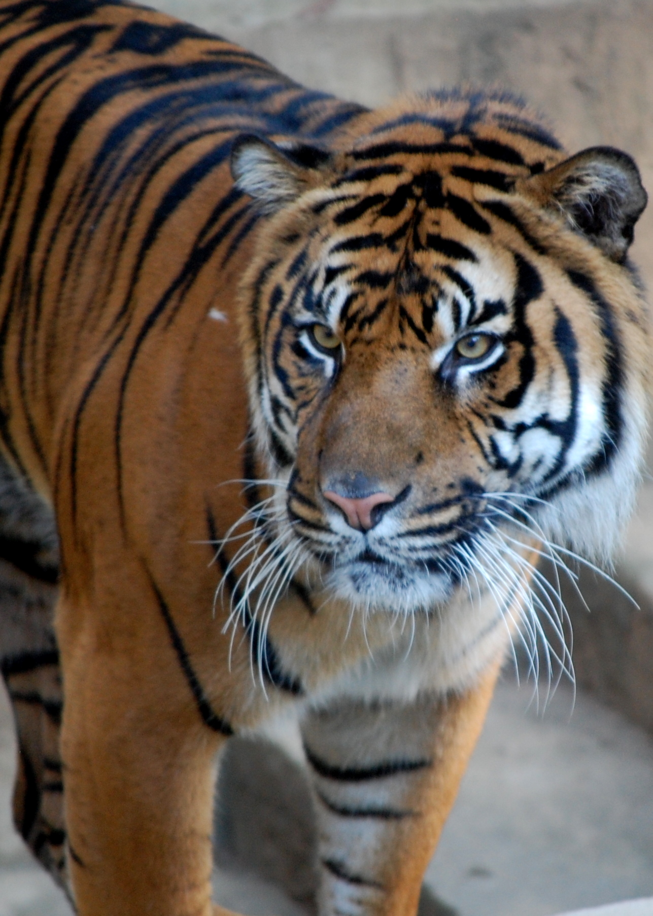 Big Tiger Pics4Learning