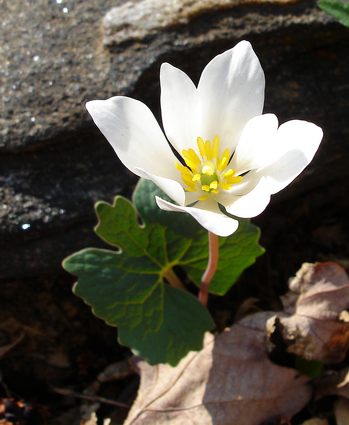 Bloodroot flower Pics4Learning