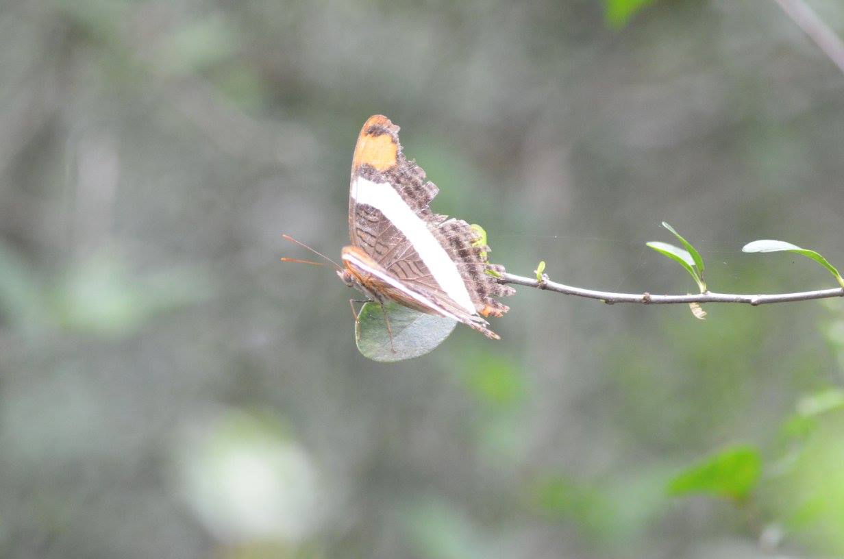Brown butterfly with wide white stripe and orange patch Pics4Learning