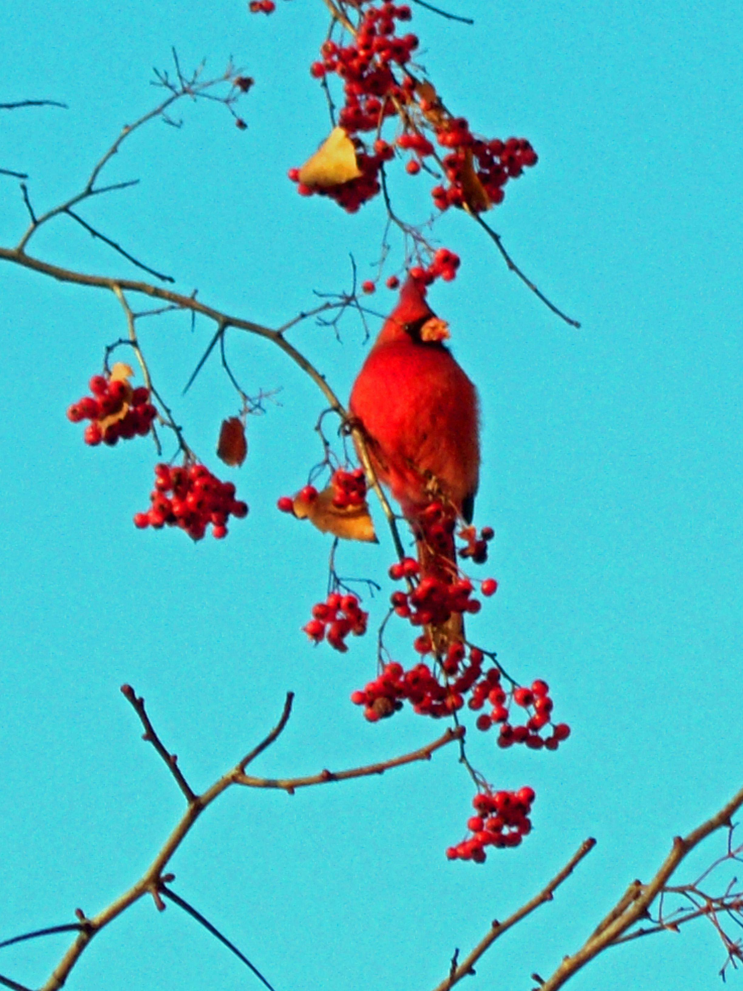 Red Cardinal Eating Red Berries Pics4Learning