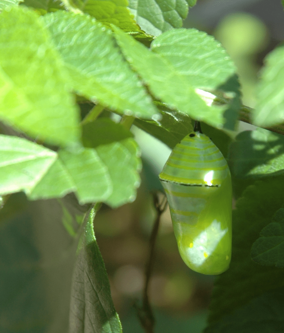 Monarch butterfly chrysalis Pics4Learning