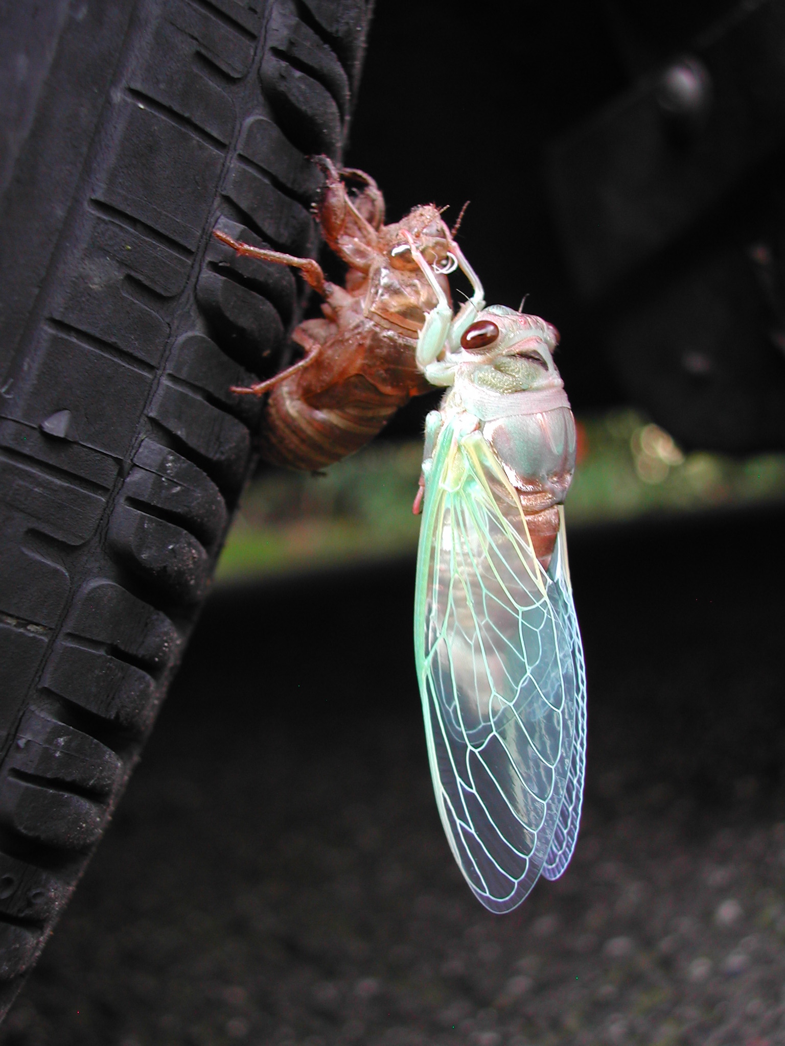 Cicada Emerging from Exoskeleton 1 Pics4Learning
