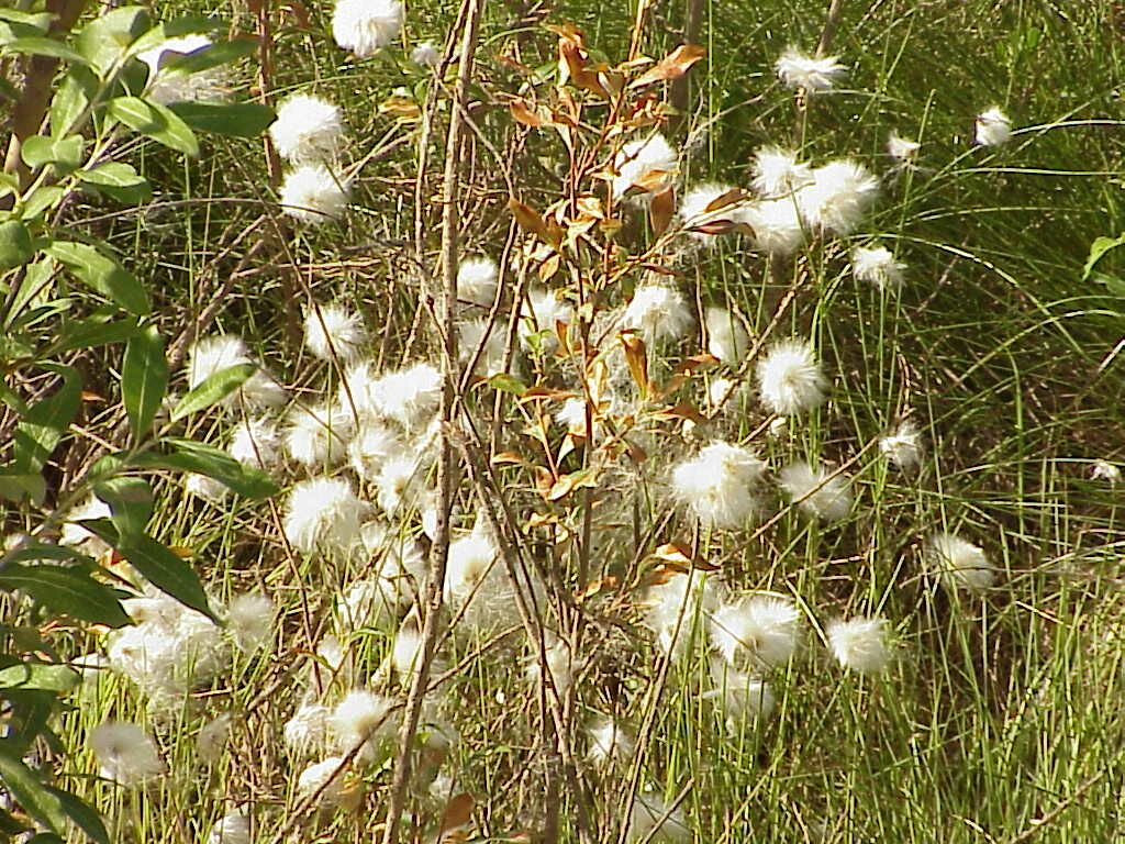Cotton grass Pics4Learning
