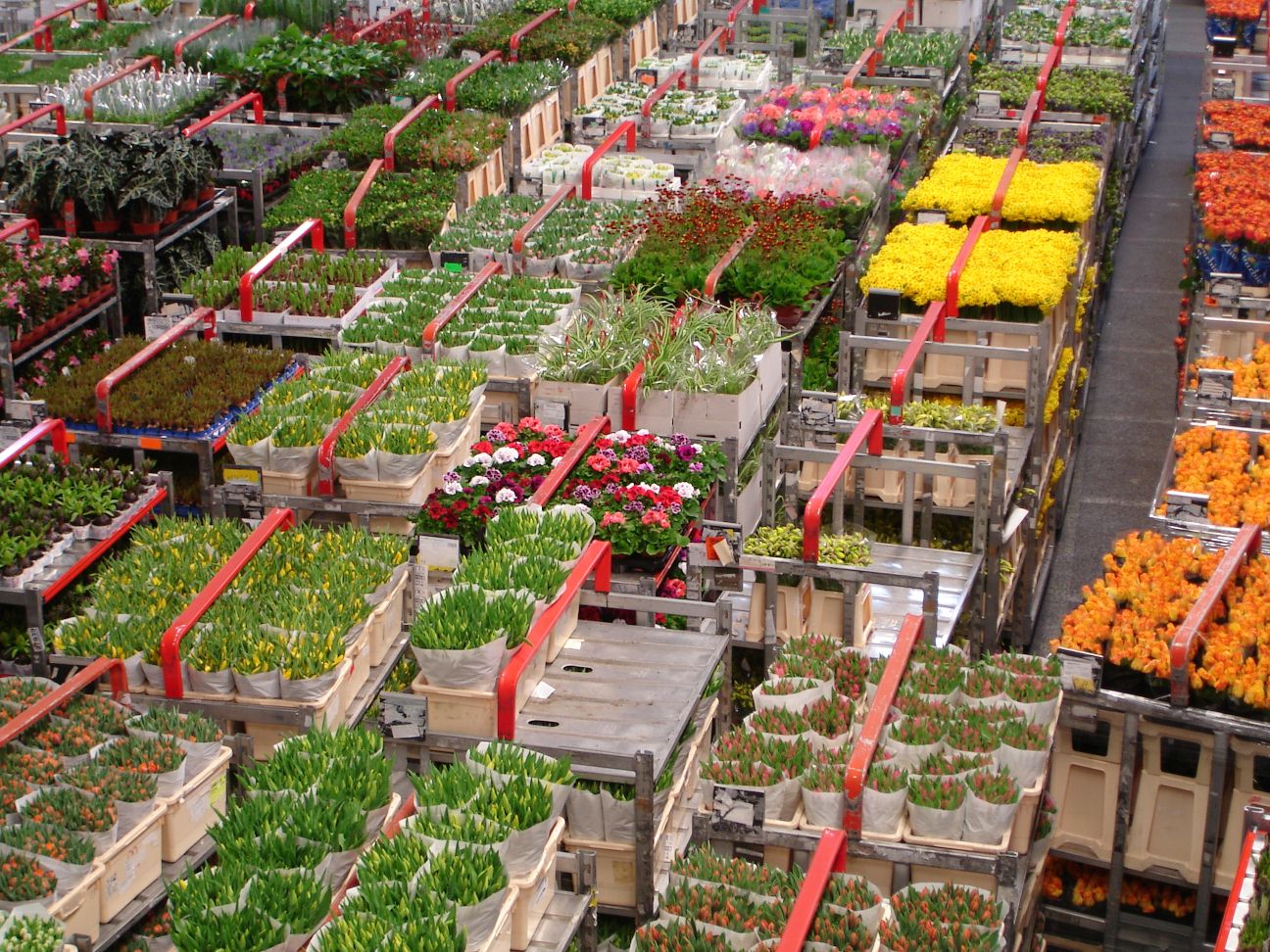 Flower Auction Pics4Learning