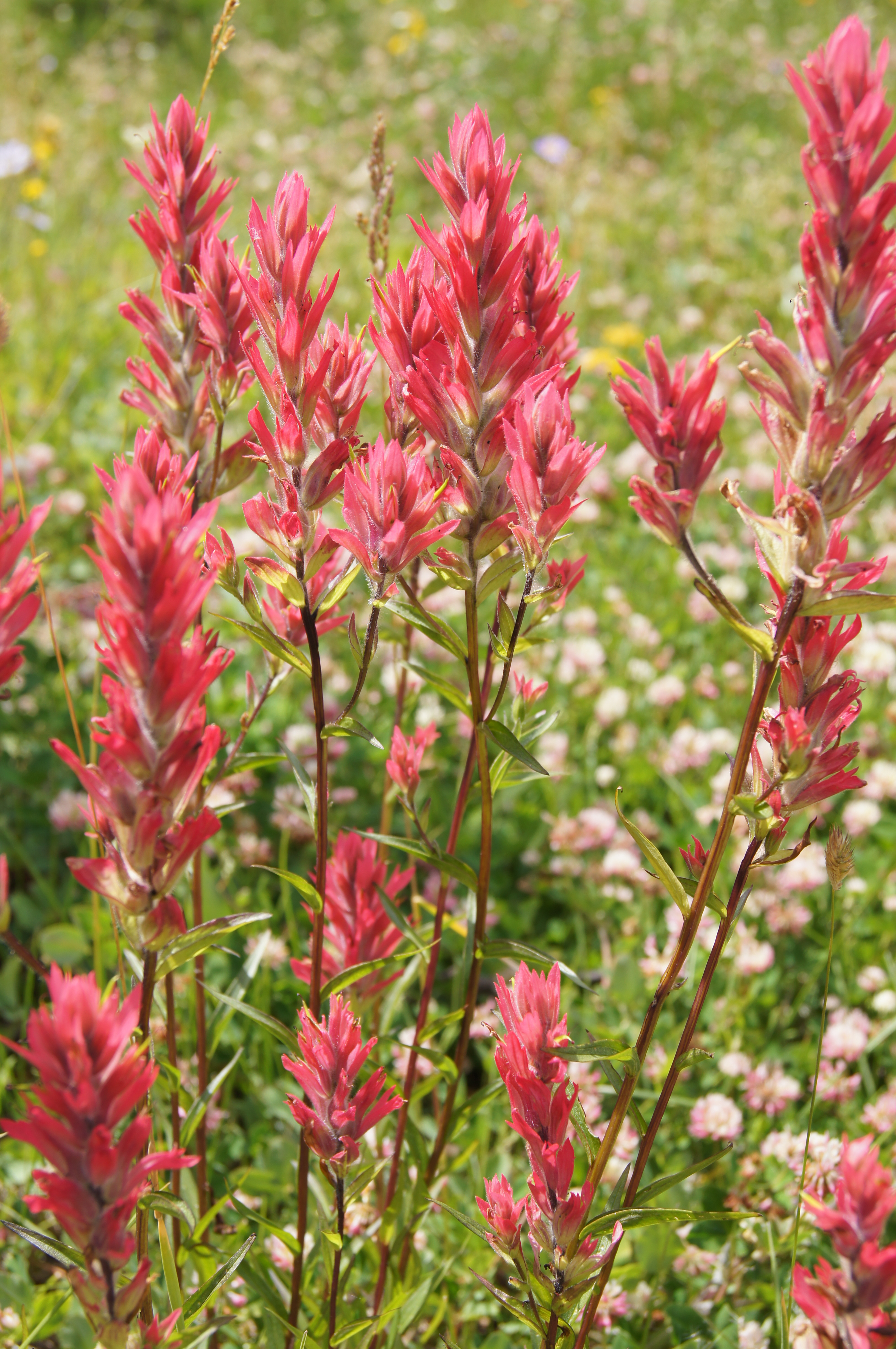 Indian Paintbrush (flower) Pics4Learning