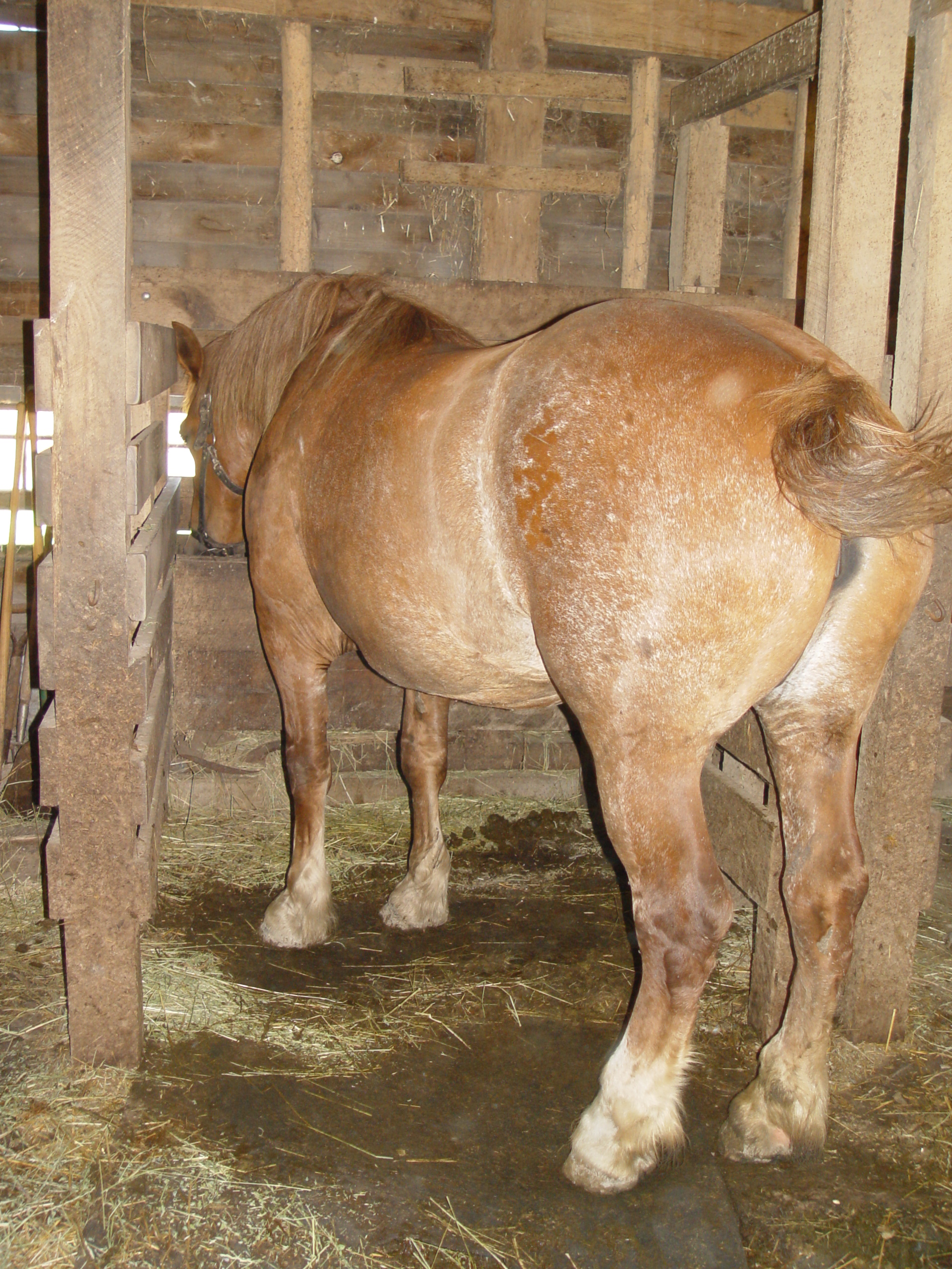 horse in barn Pics4Learning