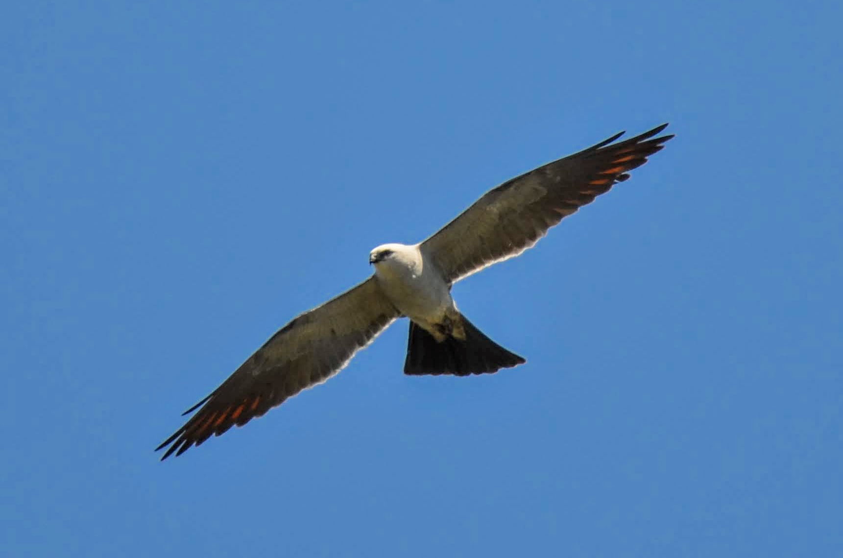 Mississippi kite in flight Pics4Learning