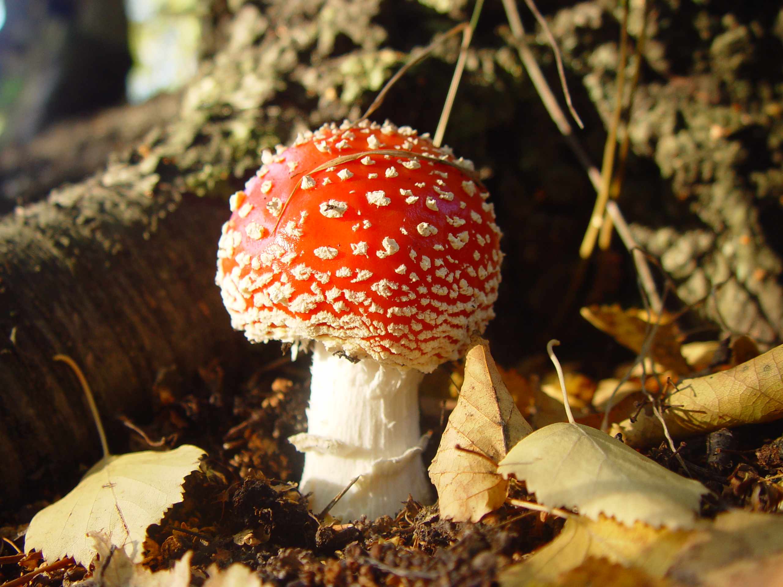 Beautiful but deadly Fly Agaric mushroom Pics4Learning