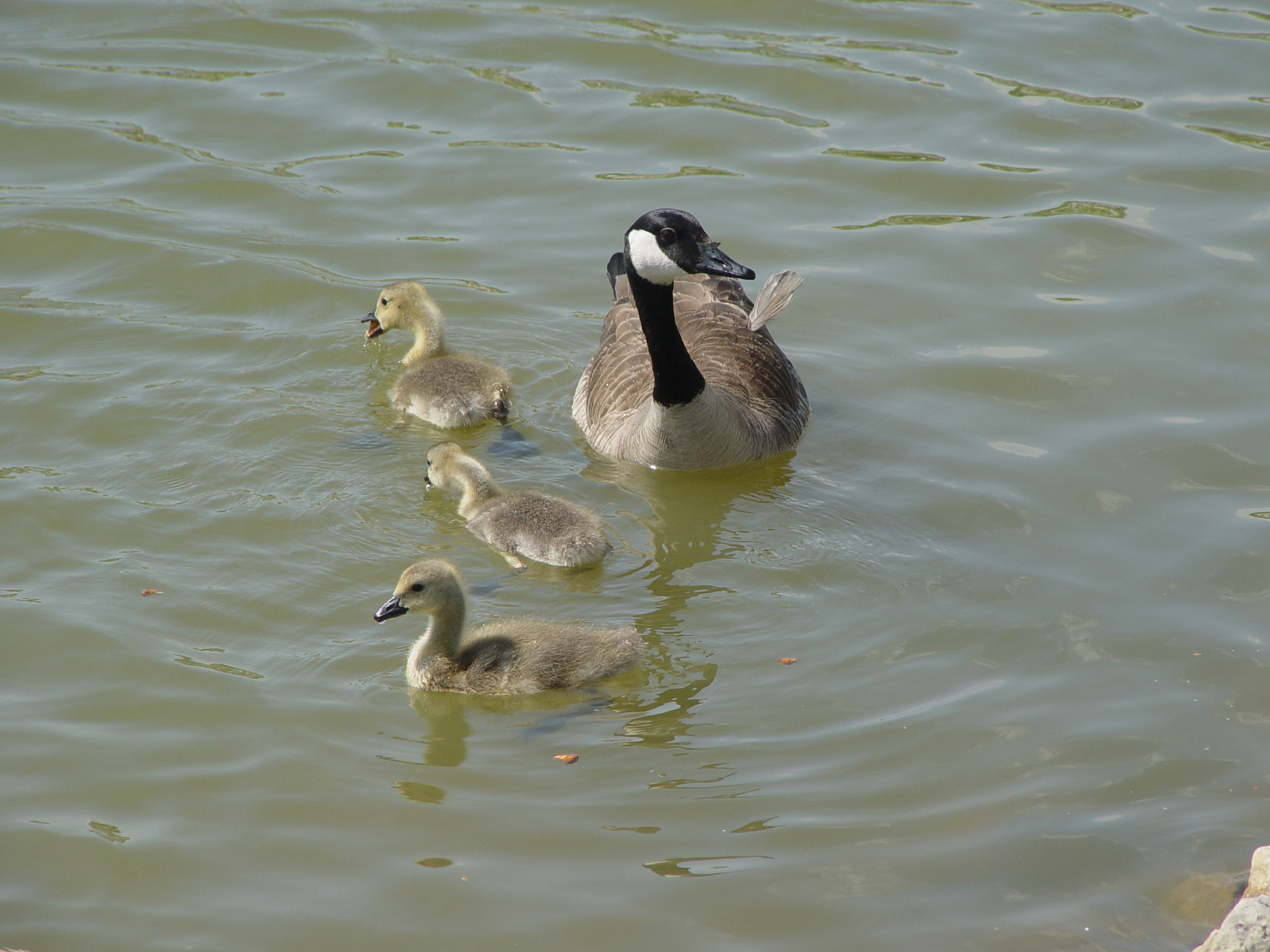 Mother Goose and babies Pics4Learning