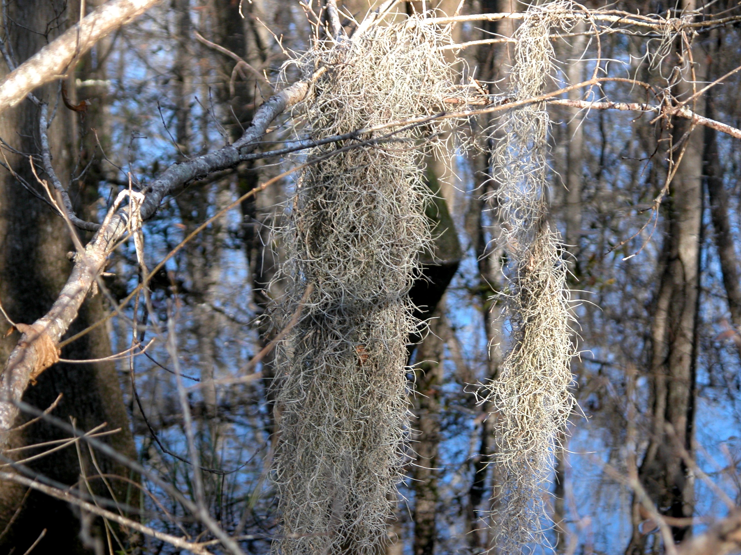 Spanish moss Pics4Learning