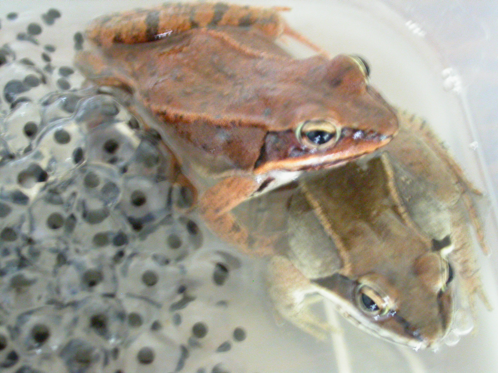 Wood frogs and eggs Pics4Learning