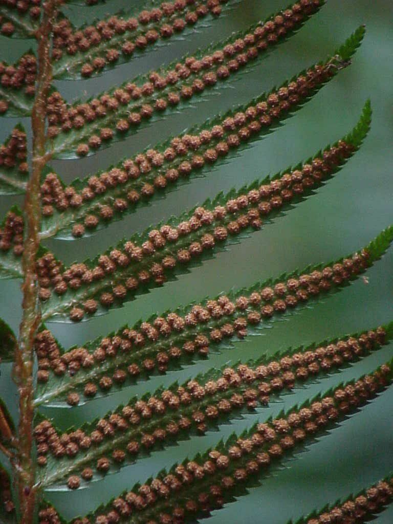 Fern Sori Pics4Learning