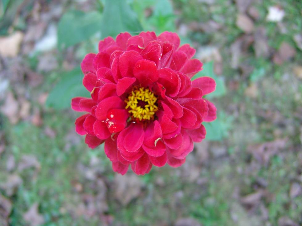 KY Flower Pics4Learning