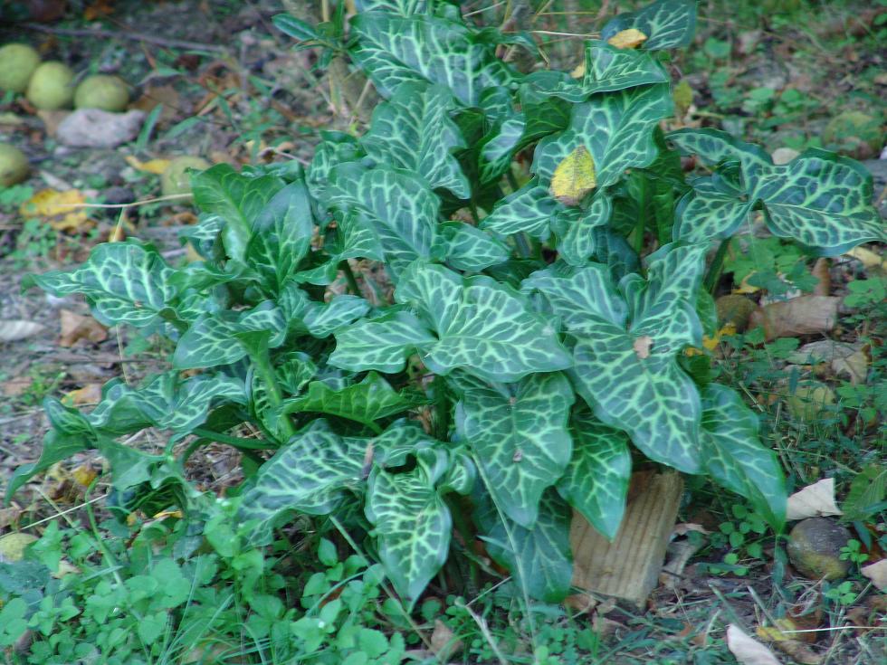 KY Flower Pics4Learning