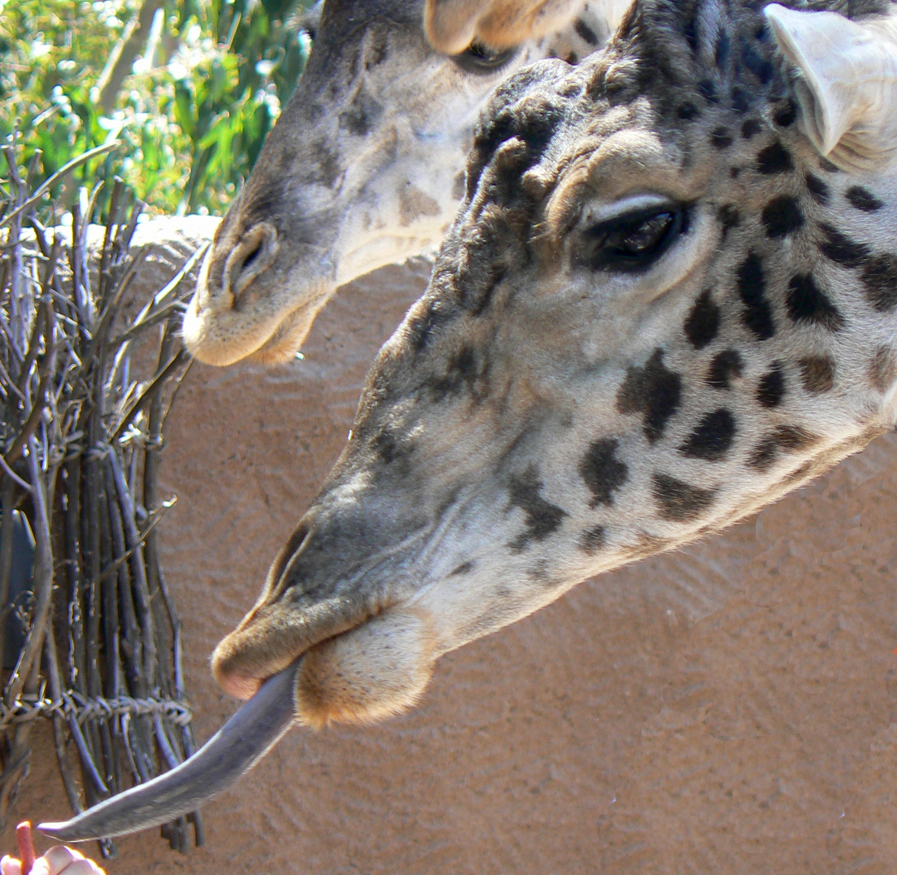 5 Surprising Giraffe Tongue Facts For Survival leozoo.org