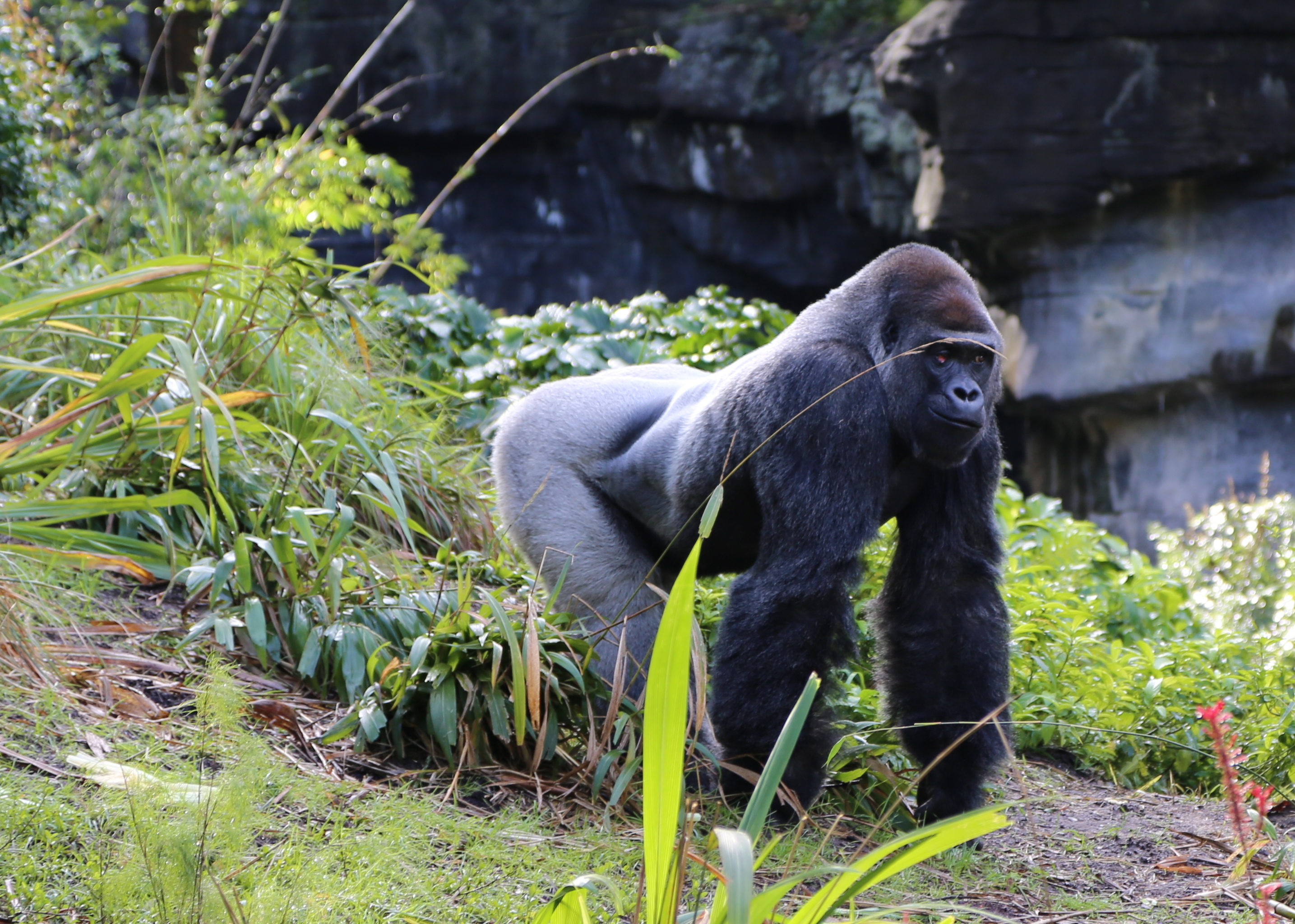 Gorilla Walking Pics4Learning