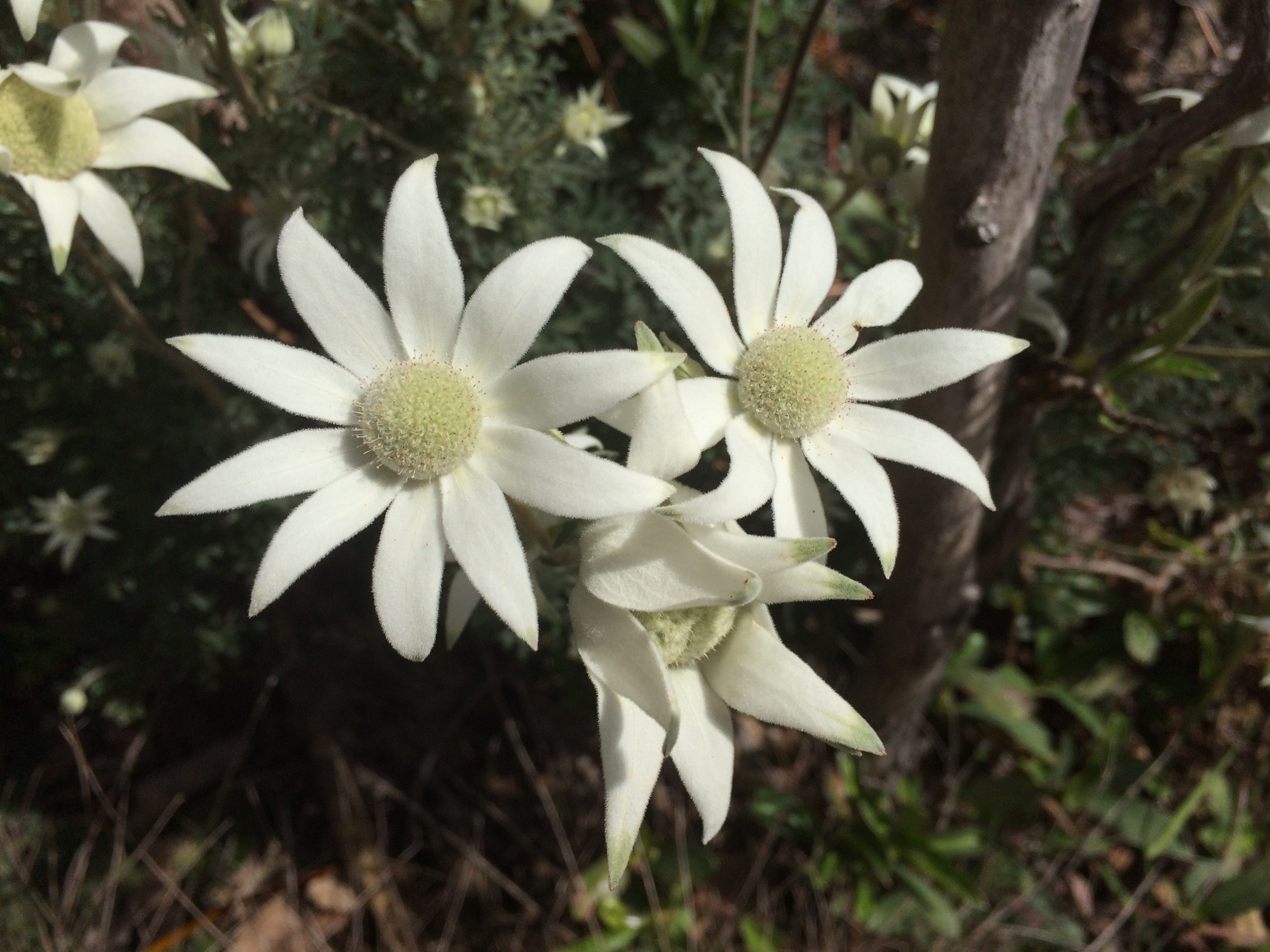 Flannel flower Pics4Learning