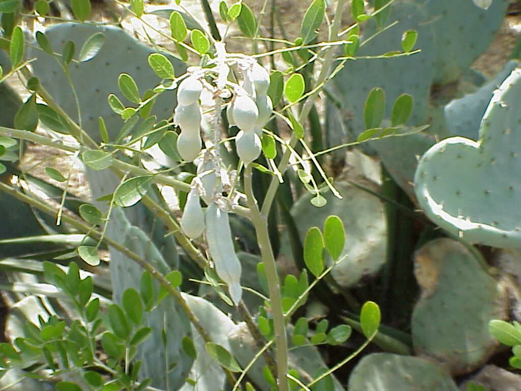 Mescal Beans Pics4Learning