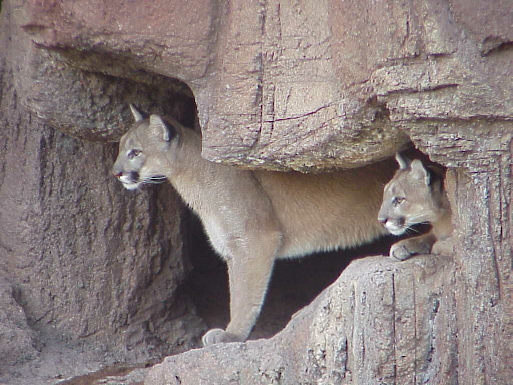 Pair of Mountain Lions in den Pics4Learning