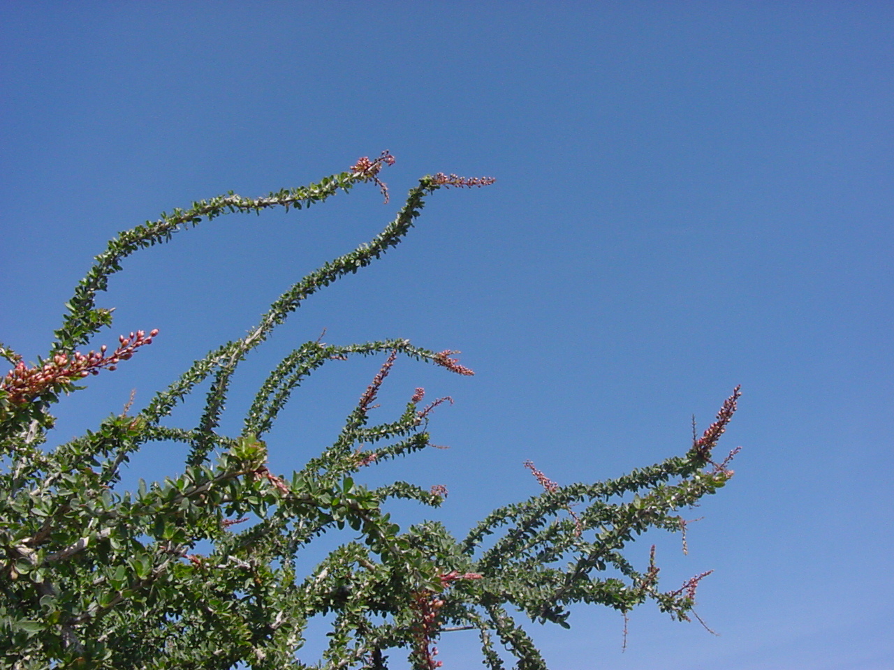 Ocotillo Fonquieria splendens Pics4Learning
